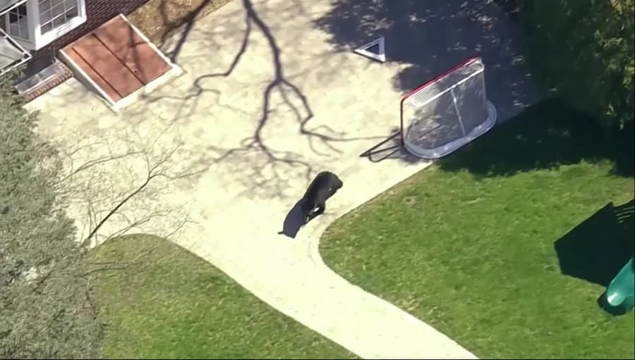 หมีดำเดินเตร่หาอาหาร ในเขตหมู่บ้านรัฐนิวเจอร์ซีย์