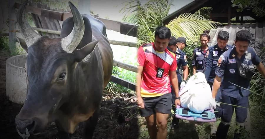 ตาโดนวัวชน ขวิดหว่างขาดับจมกองเลือด