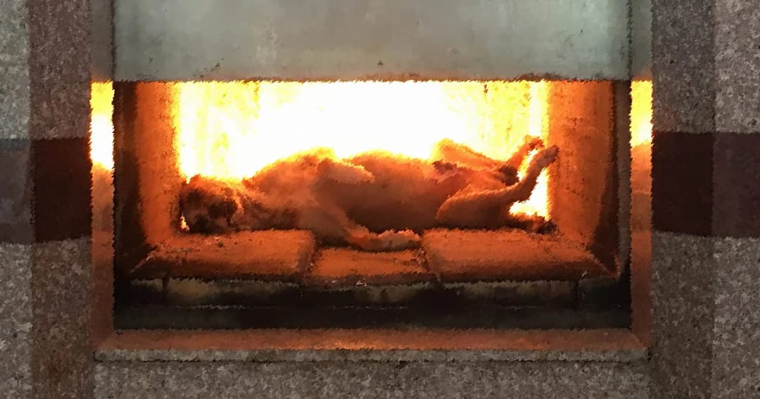 เตือนภัย! ฝนตกไฟรั่วผ่านเสาดูดสุนัขตาย