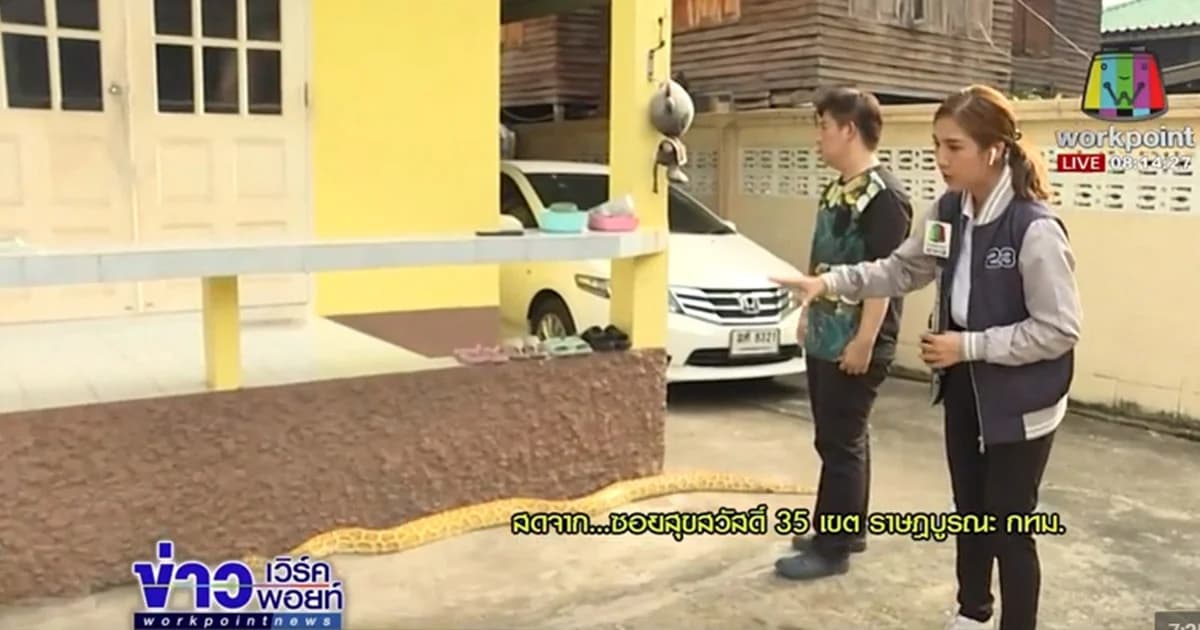 เจ้าของงู แจงเลี้ยงอนาคอนดากลางกรุงฯ