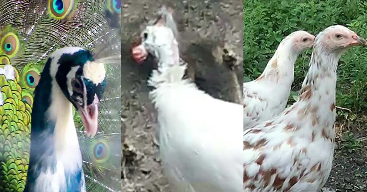 บุพเพอาละวาดเกิดลูกข้ามสายพันธุ์ ไก่ต๊อกผสมนกยูง