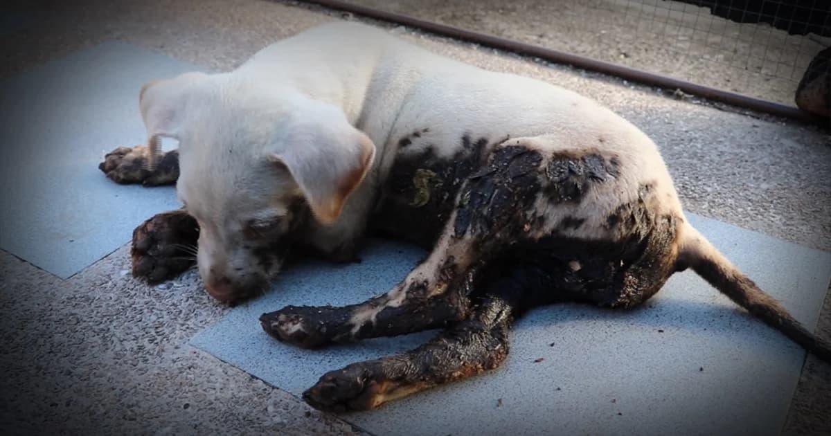 สุดสงสาร ! สาวใจดีช่วยลูกสุนัขเลอะยางมะตอย ไม่สามารถขับถ่ายได้