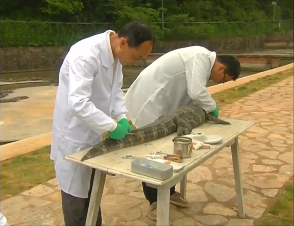 ศูนย์เพาะพันธุ์ปล่อยจระเข้เลี้ยงพันธุ์หายาก คืนสู่ธรรมชาติ