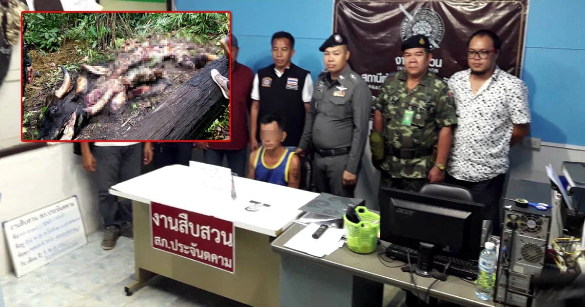 รวบมือชำแหละกระทิงเขาใหญ่ อ้างตายเอง