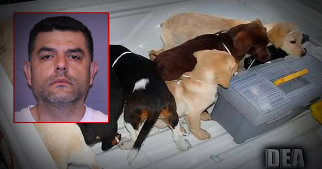 ส่งตัวสัตวแพทย์ชาวเวเนซุเอลา ผ่าท้องสุนัขขนยาเสพติด