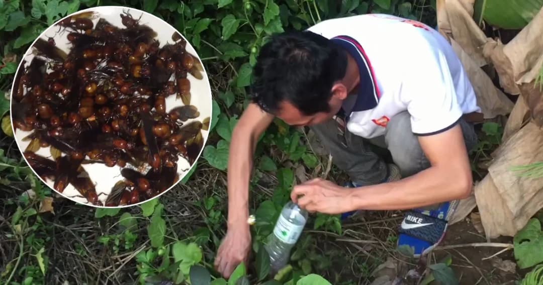 ชาวเชียงใหม่แห่เก็บ “แมงมัน” ราคาพุ่ง กก.ละ 2,000 บาท