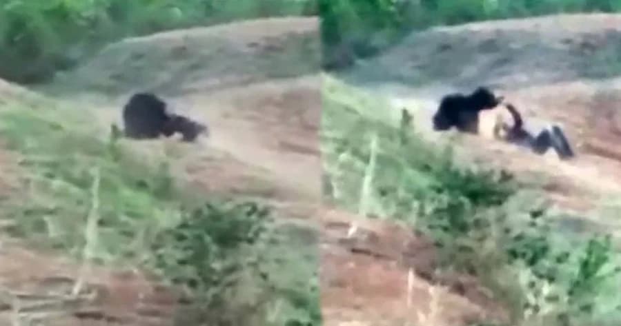 คนขับแท็กซี่เซลฟี่หมีที่บาดเจ็บ สุดท้ายโดนขย้ำดับ