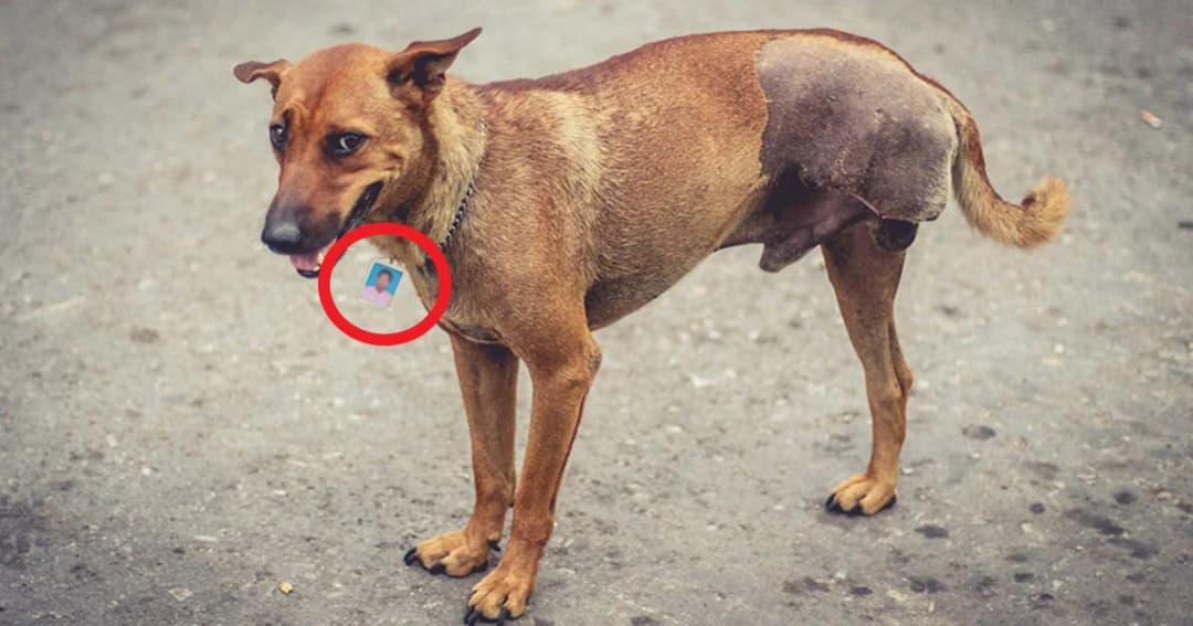 หนุ่มนำรูปตัวเอง ใส่กรอบ ห้อยคอหมาข้างถนน