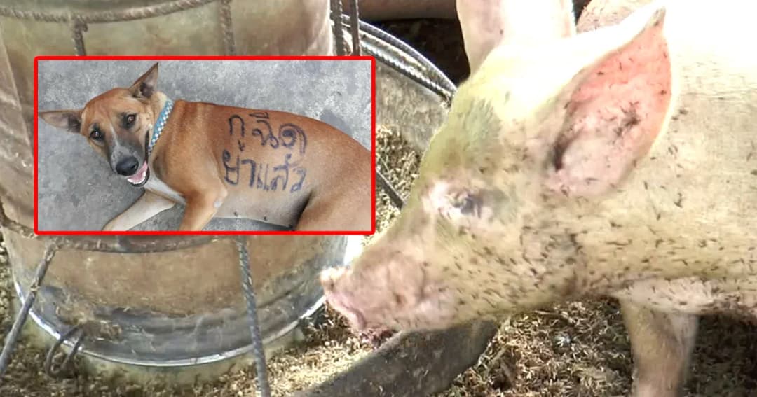 พิษสุนัขบ้าระบาด ! พบ “หมู-แมว” เมืองโคราช ติดเชื้อแล้ว !