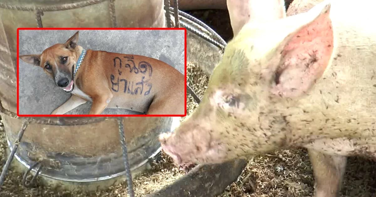 พิษสุนัขบ้าระบาด ! พบ “หมู-แมว” เมืองโคราช ติดเชื้อแล้ว !