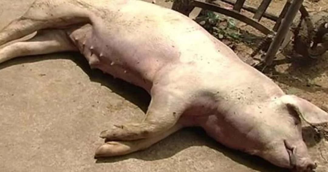 พบหมูโคราช ติดเชื้อหมาบ้า! เฝ้าระวัง 12 ตำบล