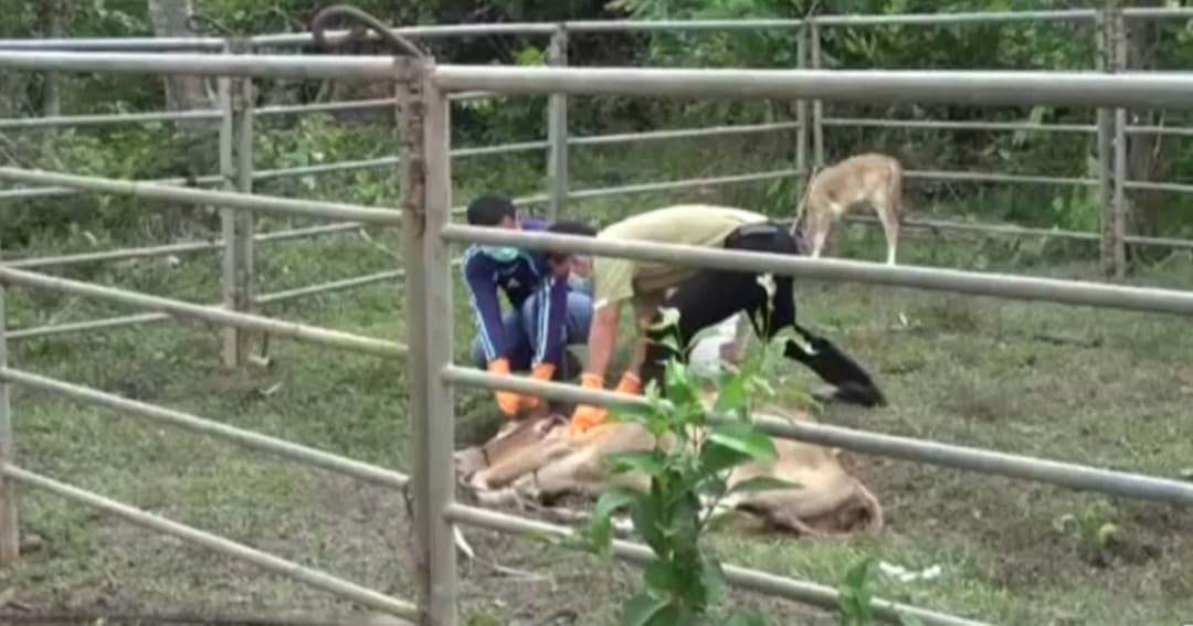 แม่วัวสตูล ติดเชื้อโรคพิษสุนัขบ้า ! ปศุสัตว์จำเป็นต้องทำลาย