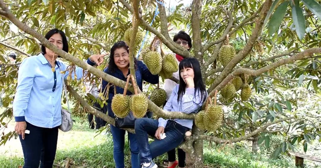 สุดฟิน! เปิดฤดูกาลทุเรียนลับแล “กินทุเรียนใต้ต้น ในหุบเขา” คาดเงินสะพัดกว่า 1,000 ล้าน