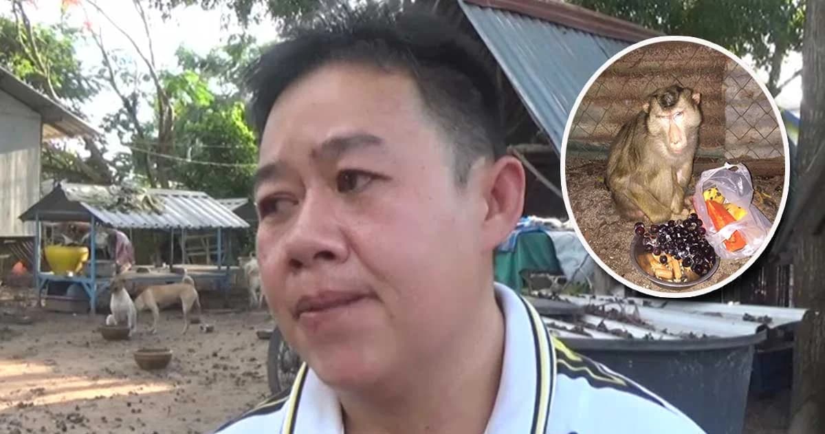 สาวใจบุญช่วยเหลือลิง 2 ตัว แต่กลับถูกจับ