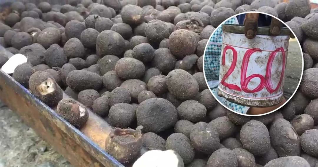 “เห็ดถอบ” เมนูเด็ดอาหารป่าช่วงหน้าฝน ชาวบ้านแห่เก็บวางขายลิตรละ 260 บาท