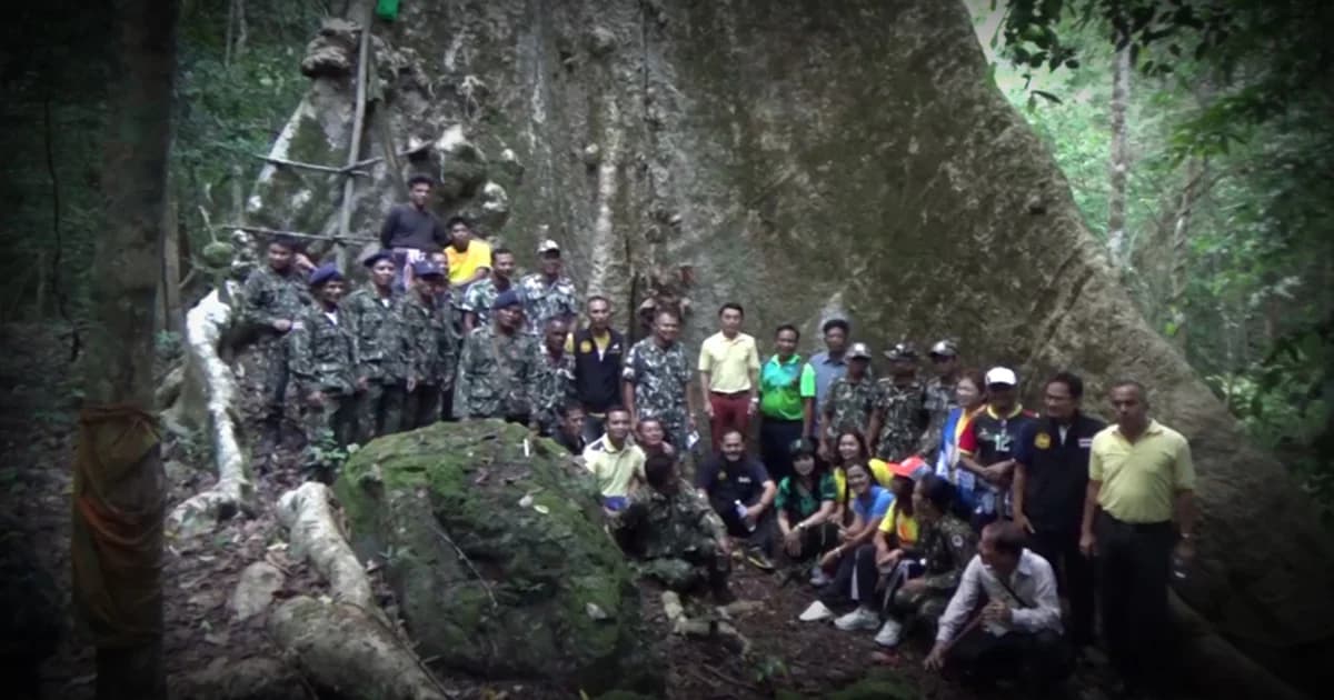 ทึ่ง ! ต้นสมพงยักษ์ขนาด 40 คนโอบ เชื่อใหญ่ที่สุดในประเทศไทย