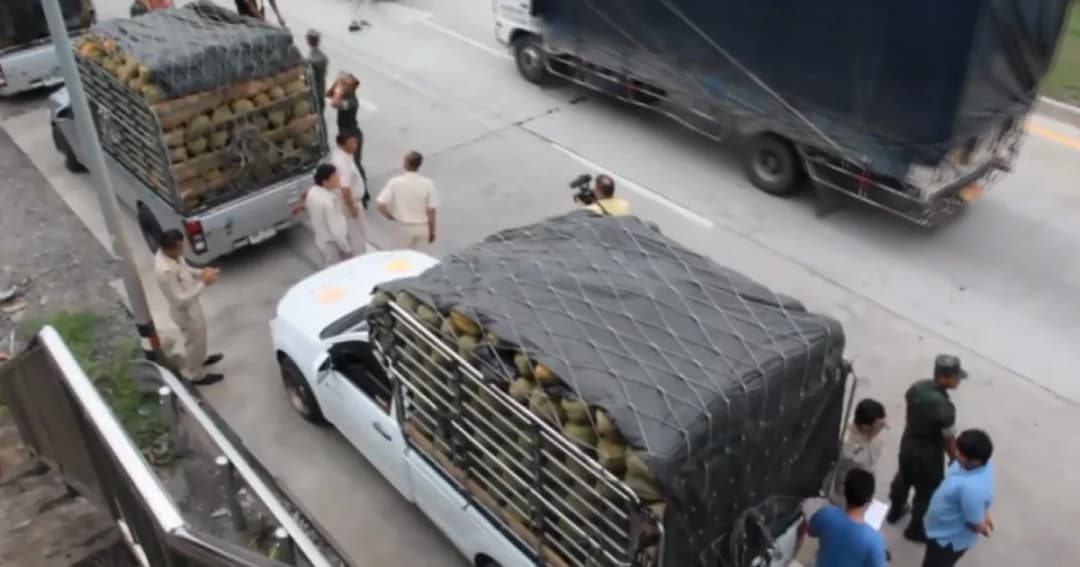 ระยอง ตั้งจุดตรวจสกัดจับทุเรียนอ่อน