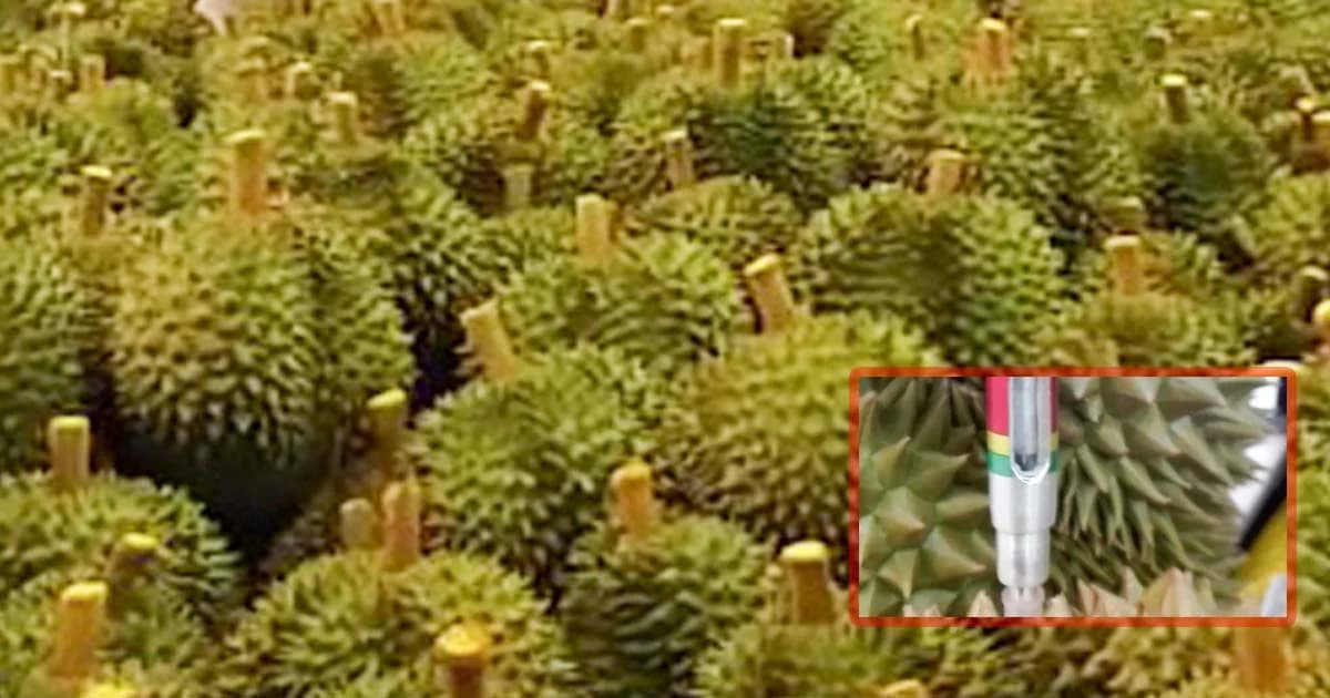 เครื่องวัดคุณภาพทุเรียน สุก-ไม่สุก ผลถูกต้อง 100%