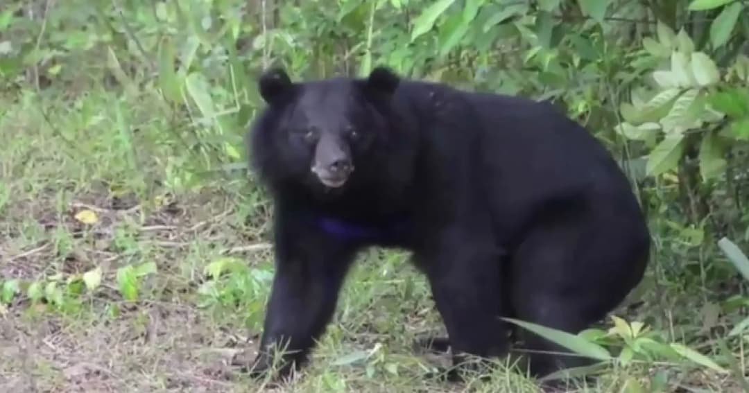 ปล่อย ‘หมีควาย’ คืนป่าอุทยานฯ ปางสีดา หลังพักฟื้นนาน 2 ปี