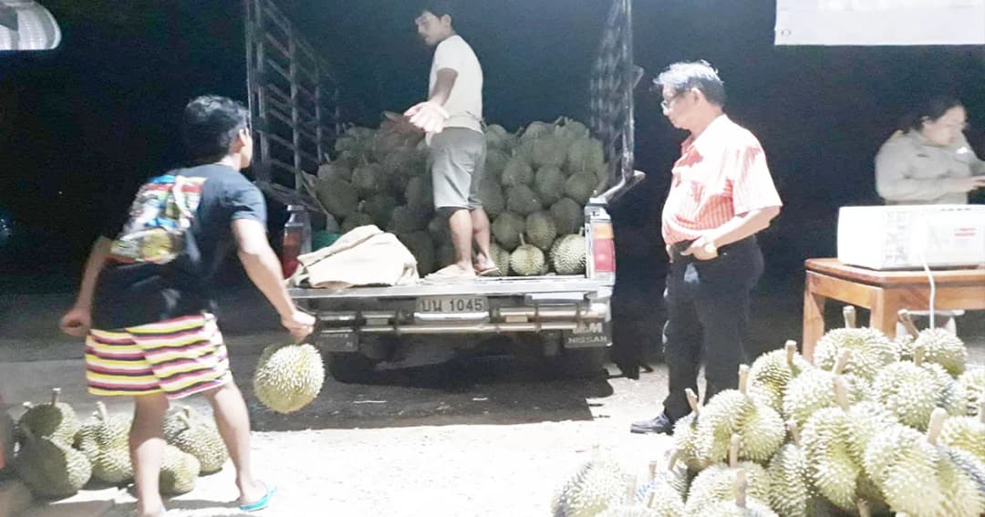 ‘ระยอง’ สกัดจับ รถขนทุเรียนอ่อนนับตันส่งขาย