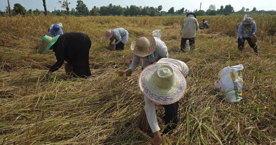 ก.เกษตรฯ ส่งหนังสือถึงยูเอ็น-ธนาคารโลก เคลียร์เอกชนแอบอ้างโกงเกษตรกร