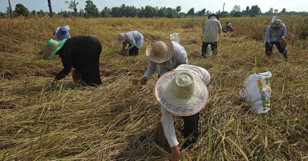 ก.เกษตรฯ ส่งหนังสือถึงยูเอ็น-ธนาคารโลก เคลียร์เอกชนแอบอ้างโกงเกษตรกร