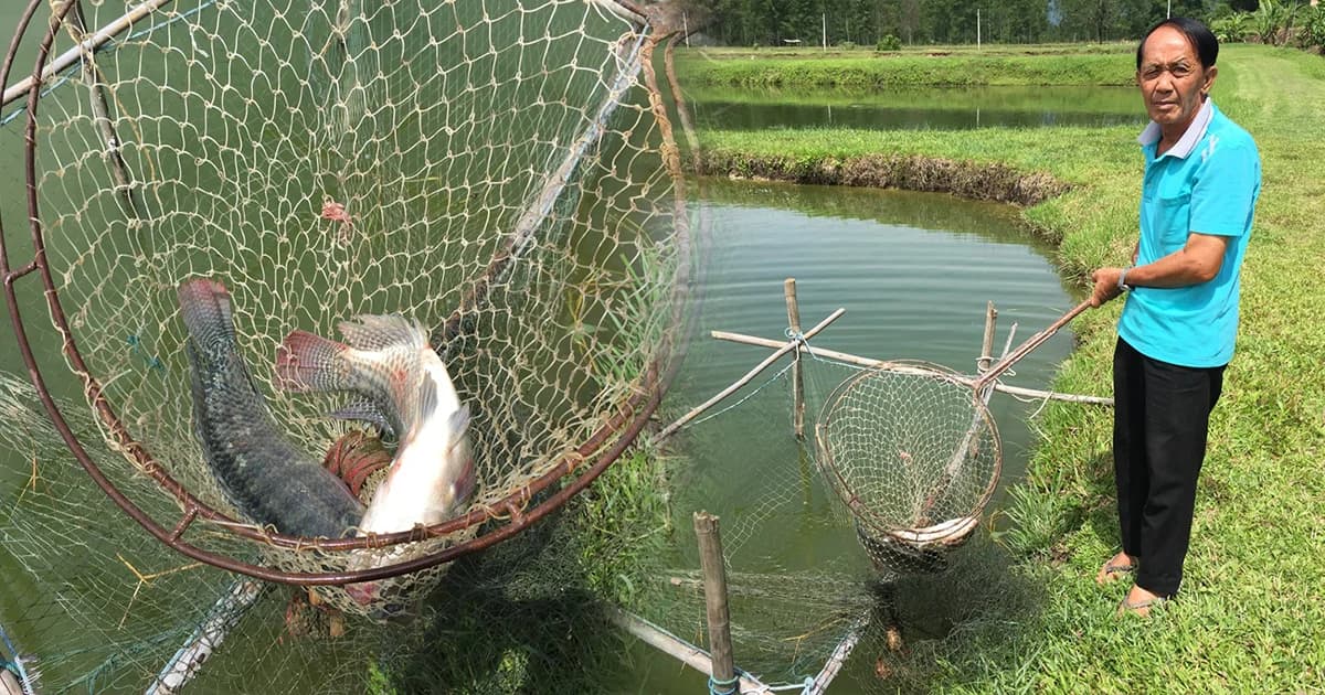 ปลานิลพะเยาล้นตลาด ราคาหล่นวูบ กิโลกรัมละ 10 บาท