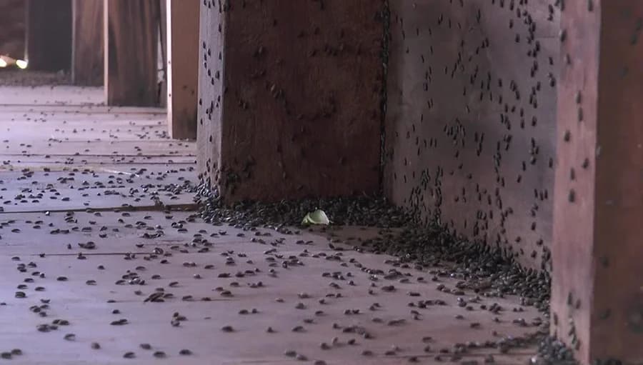 แมลงปีกแข็งบุกบ้าน เจ้าของบ้านทนไม่ไหวต้องย้ายหนี