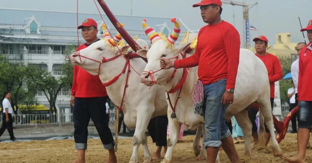 พระโคพอ-พระโคเพียง ฝาแฝดสายพันธุ์โคขาวลำพูน พระโคแรกนาขวัญ ปี61