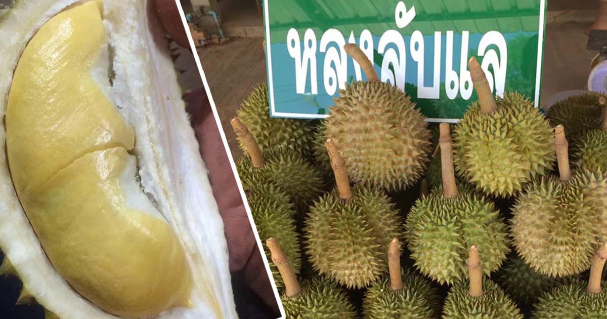 เพิ่มทุเรียน หลิน-หลง เป็นสินค้าจีไอ