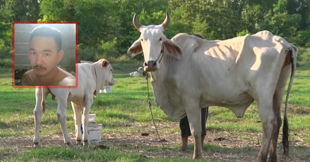 จับหนุ่มโมโหส่องกบไม่ได้ ตัดหางวัวขาด ตาย 1 เจ็บ 1