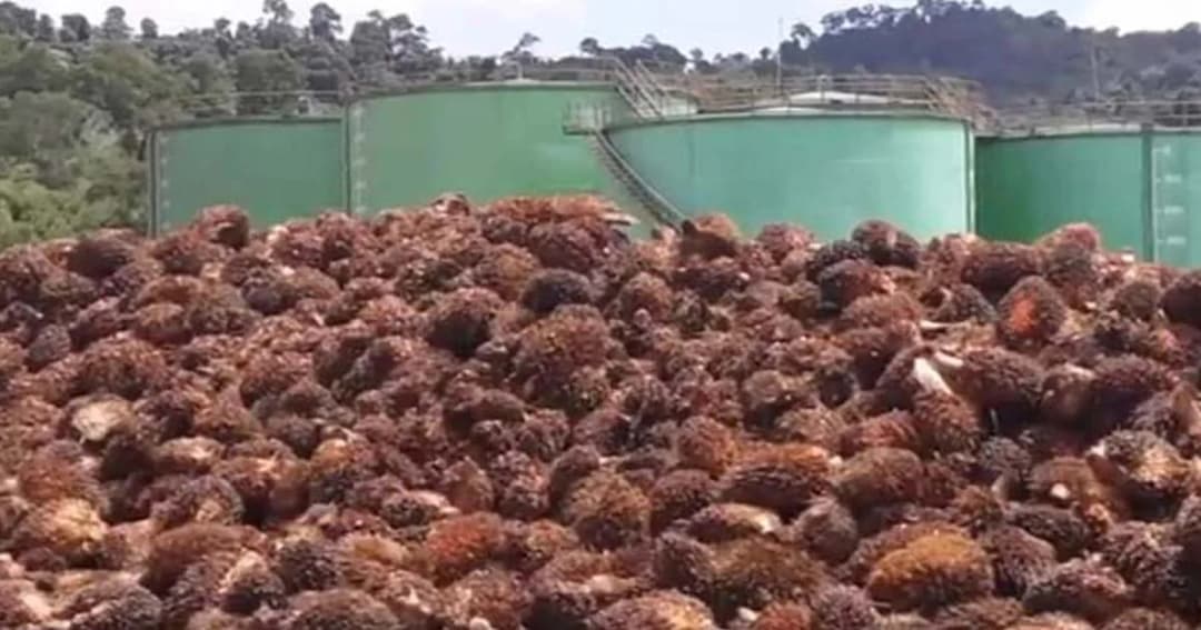 ชาวสวนปาล์มน้ำมันทุกข์ ขายต่ำกว่าทุน หลังแก้ปัญหาไม่ตรงจุด