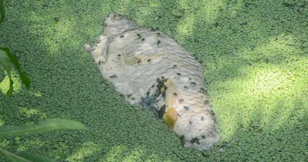 เหม็นคลุ้ง ! ปลาเน่าลอยตายเต็มสระ สวนสาธารณะธารา