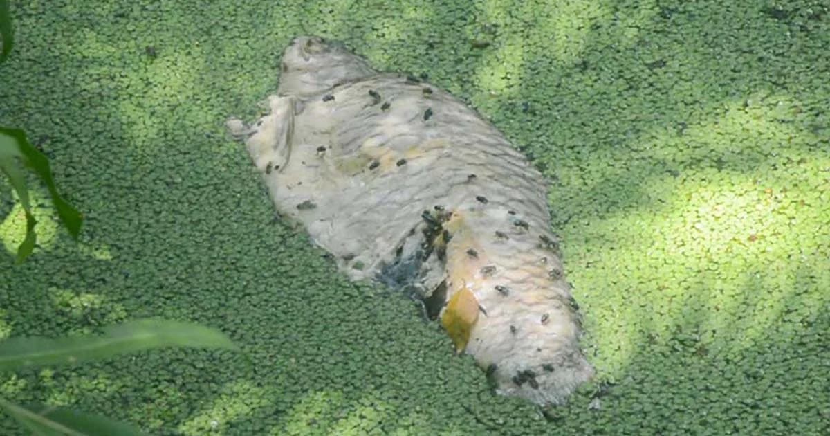 เหม็นคลุ้ง ! ปลาเน่าลอยตายเต็มสระ สวนสาธารณะธารา