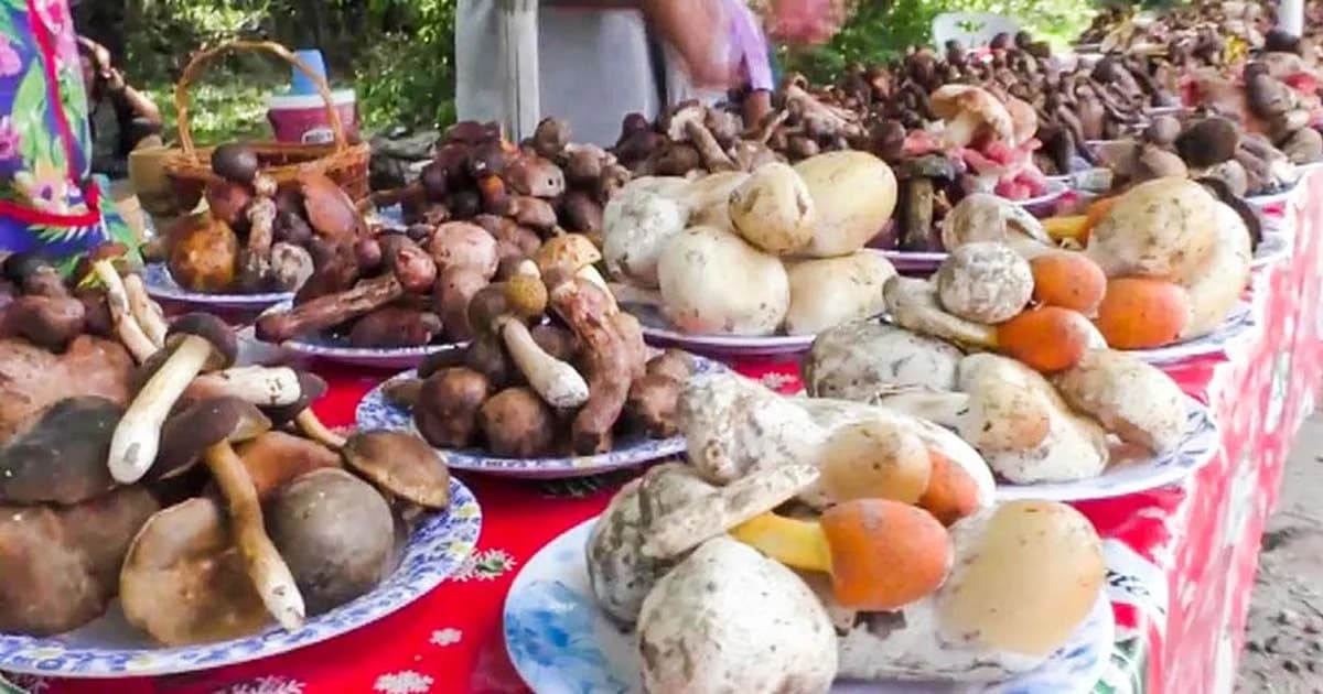 แพทย์เตือนอย่ากินเห็ดแปลก พิษถึงตายได้ !