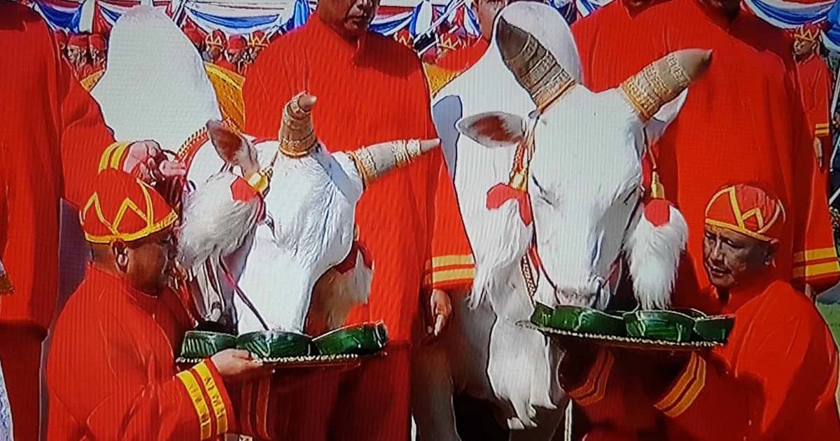 พืชมงคลปี 61 เสี่ยงผ้านุ่ง 6 คืบพยากรณ์ “น้ำน้อย” พระโคกิน “น้ำ-หญ้า-เหล้า”