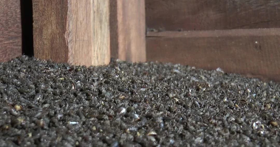 เร่งกำจัด “กองทัพแมลงปีกแข็ง” หวั่นพาหะนำโรค