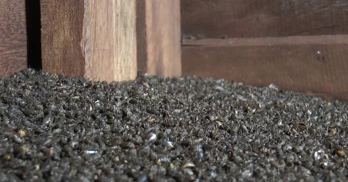 เร่งกำจัด “กองทัพแมลงปีกแข็ง” หวั่นพาหะนำโรค