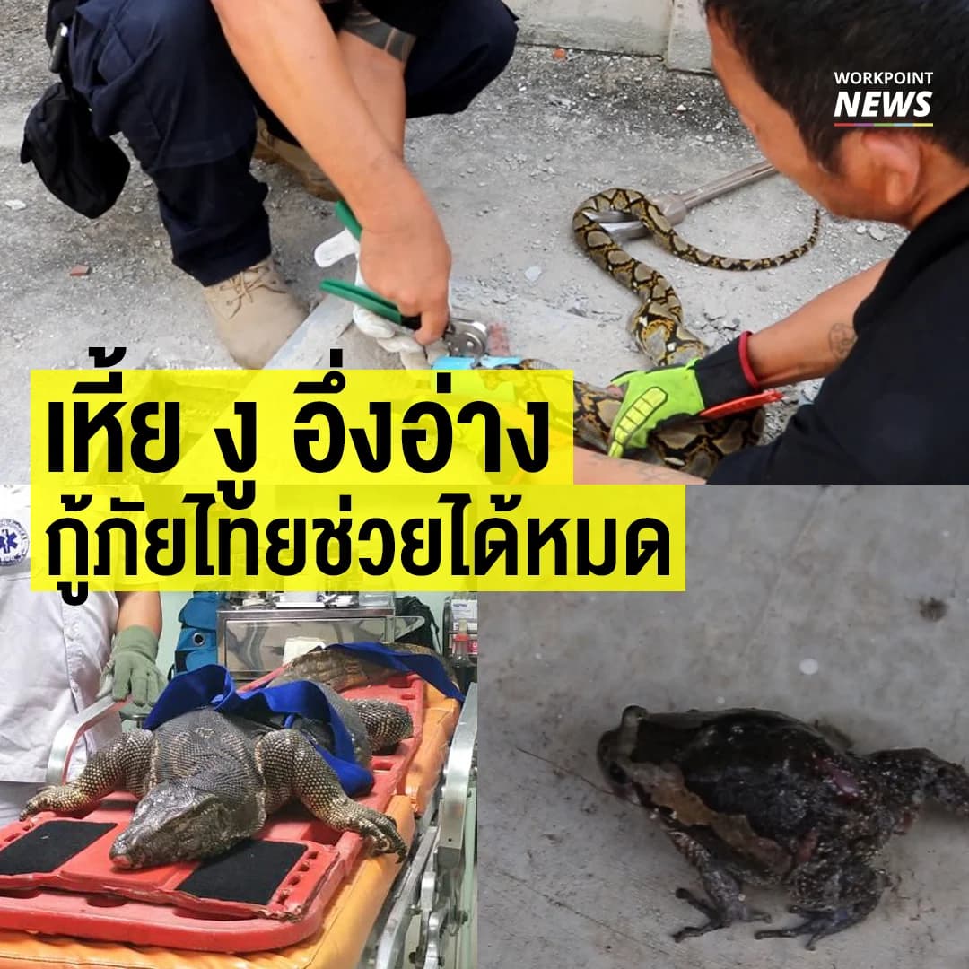 สุดยอดกู้ภัยไทยช่วยได้ เหี้ย งู อึ่ง