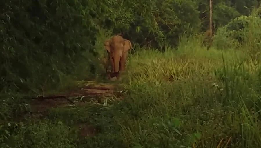 ช้างป่าออกหาอาหารกิน ในสวนผลไม้ของชาวบ้าน