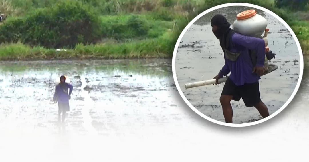 “ชาวนา” ถือฤกษ์ดี วันพืชมงคล เริ่มต้นการเพาะปลูกข้าว