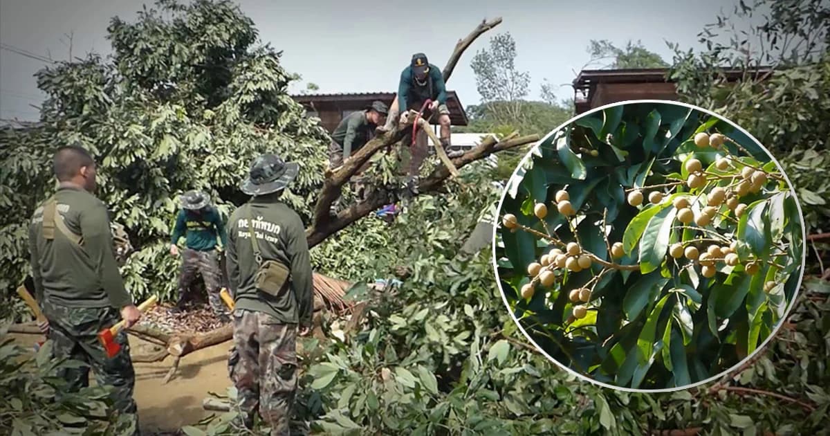 ชาวสวนลำไยน้ำตาร่วง ! เจอพายุถล่ม ซ้ำถูกพ่อค้ายกเลิกสัญญา