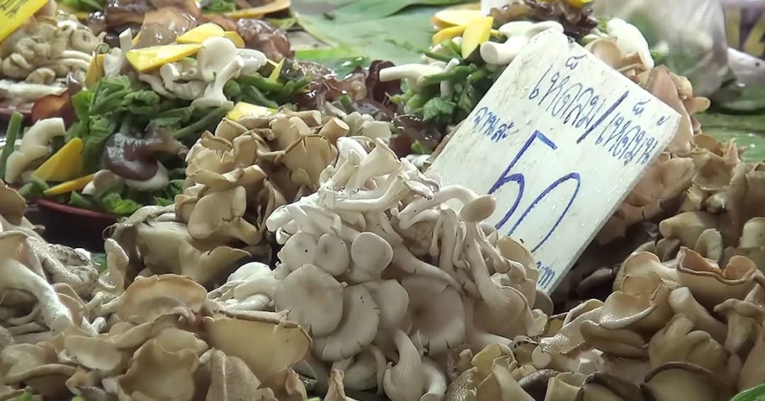สนง.ควบคุมโรคเตือน ! หน้าฝนนี้ เก็บเห็ดพิษมากิน อันตรายถึงตาย