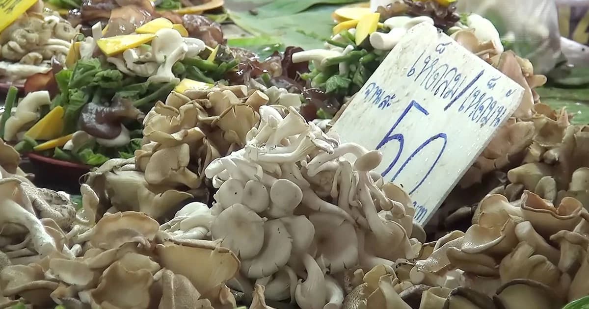 สนง.ควบคุมโรคเตือน ! หน้าฝนนี้ เก็บเห็ดพิษมากิน อันตรายถึงตาย