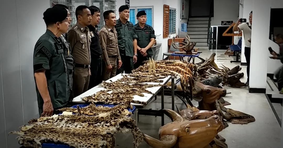 ของกลางเพียบ ! บุกบ้านนักธุรกิจดัง ยึดซากสัตว์ป่าสงวน เขากวาง-หนังเสือ