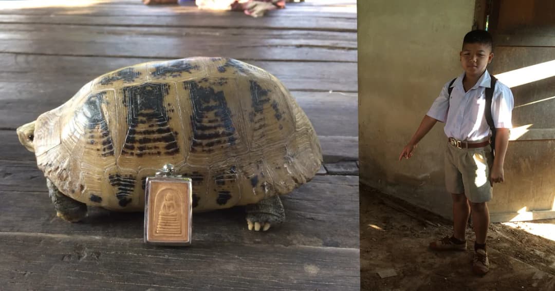 โค้งสุดท้ายคอหวยแห่ตีเลข! พบเต่าสีทองกระดองคล้ายรูปพระสมเด็จ