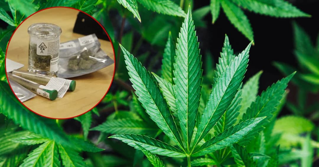 ครม.เปิดทางให้ปลูก-สกัด และทำผลิตภัณฑ์จาก ‘กัญชา’ ได้