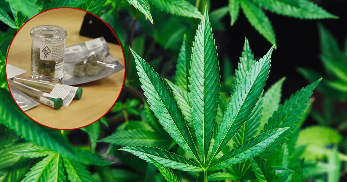 ครม.เปิดทางให้ปลูก-สกัด และทำผลิตภัณฑ์จาก ‘กัญชา’ ได้