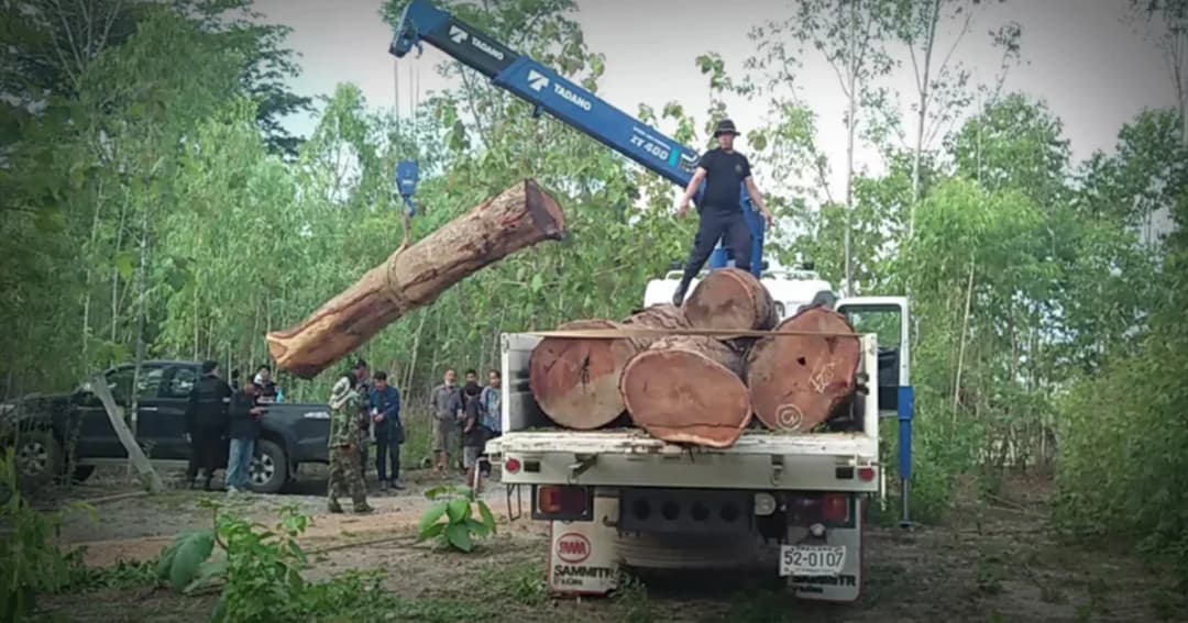 มอดไม้เหิมหนัก ! ลอบตัดต้นประดู่ยักษ์ อายุ 100 ปี ทิ้งกลางป่า
