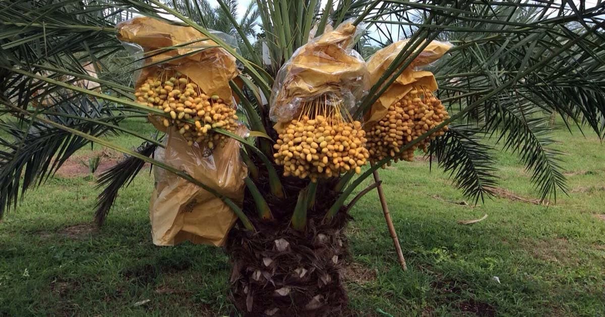 มท. เตือนอย่าเชื่อหลอกให้ปลูก “อินทผลัม” อ้างรับซื้อราคาสูง